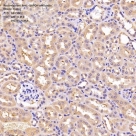 Антитела моноклональные к GAPDH, источник мышь, IgG1, синт. пептид
