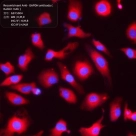 Антитела моноклональные к GAPDH, источник кролик, IgG1, синт. пептид
