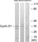 ANTI-CYCLIN D1