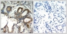 ANTI-PTPN11 (AB-580)