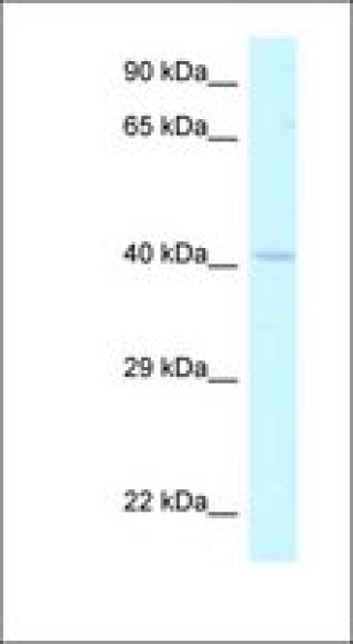 /frontend/web/storage/images/products_images/4151924.webp