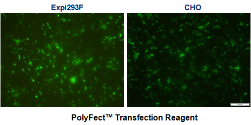 Реагент для трансфекции PolyFect