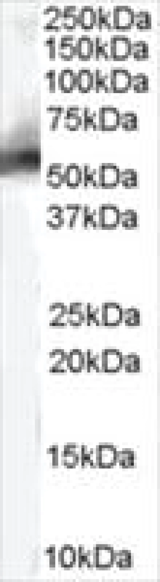 ANTI-MDM2 (ISOFORM)