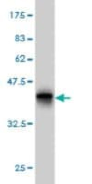 MONOCLONAL ANTI-UGT2B10