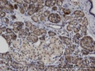 MONOCLONAL ANTI-ASB8, (C-TERMINAL)