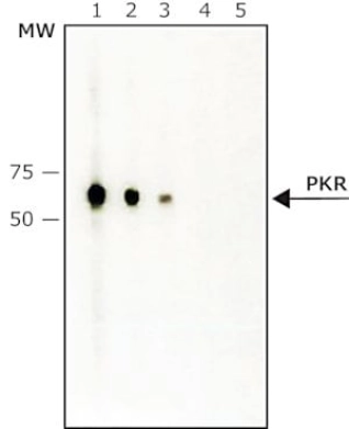 ANTI-PKR (ET-20) DEVELOPED IN RABBIT, IG