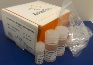 ACTIVATION KIT FOR MULTIPLEX MICROSPHER