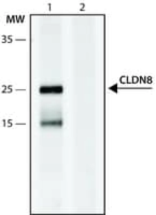 ANTI-CLDN8 (196-210)