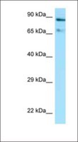 Anti-HSP90AA1