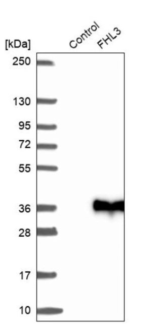 ANTI-FHL3