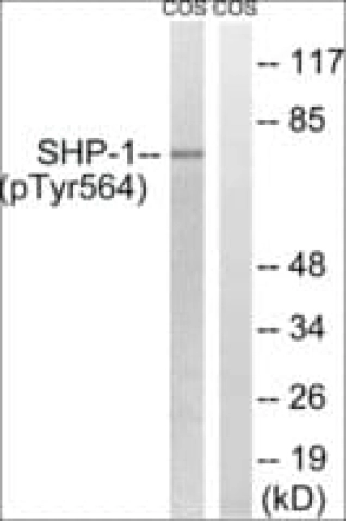 ANTI-PHOSPHO-SHP-1 (PTYR564)