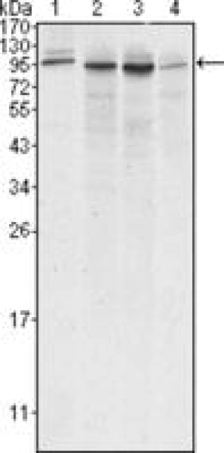 MONOCLONAL ANTI-CANX