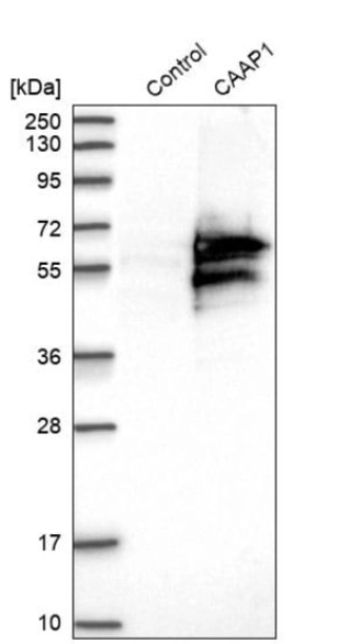 ANTI-C9ORF82